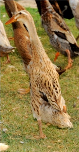 Trout Duck in partial molt
